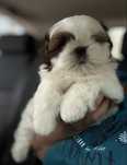 Shih tzu śluczny chłopiec