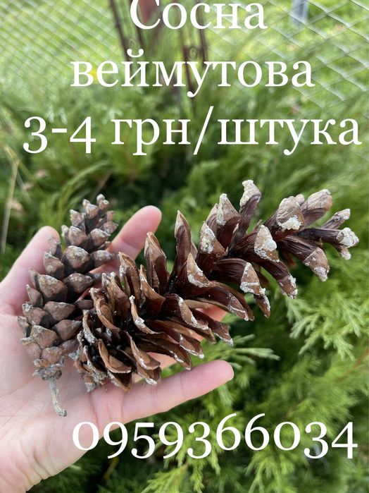 Для декора декору природній матеріал для поделок шишки жолуди рокитник