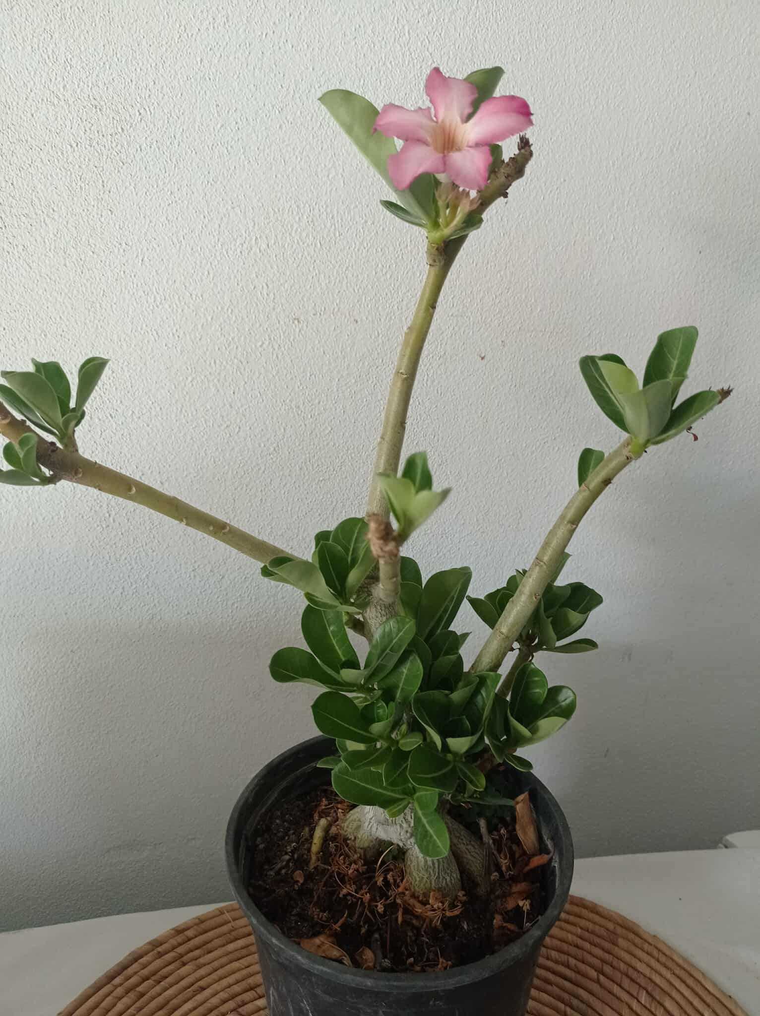 vendo rosa do deserto