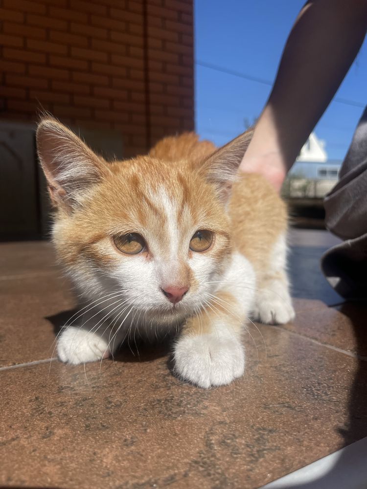 Від дам добрі рукі котика