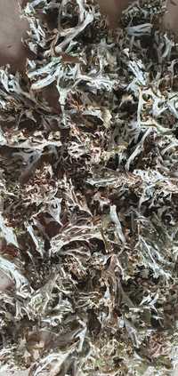 Ісландський мох (Цетрарія) 500 грам