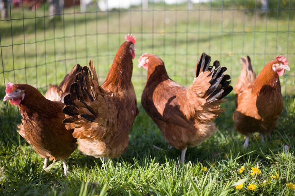 Kury Nioski idealne na jajka