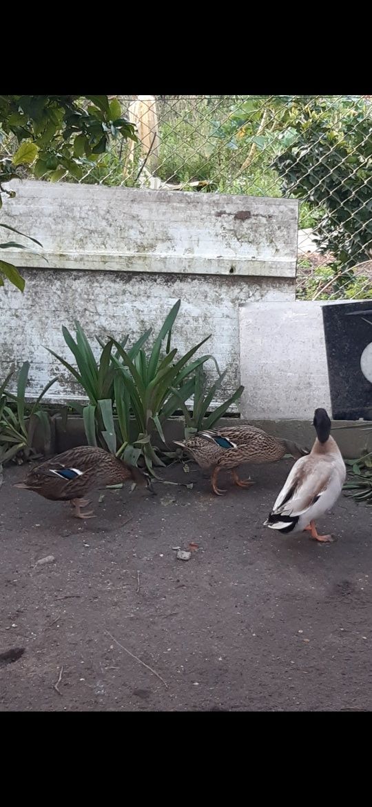 Vendo ou troco patos