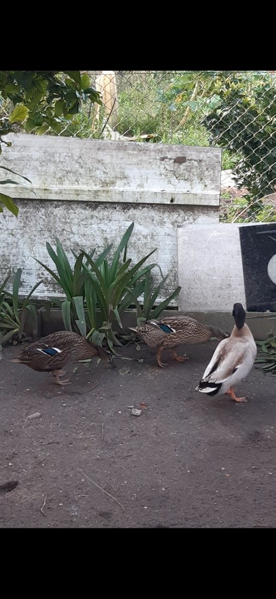 Troco pata real de tonalidade clara