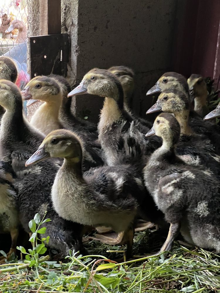 Patos mudos jovens