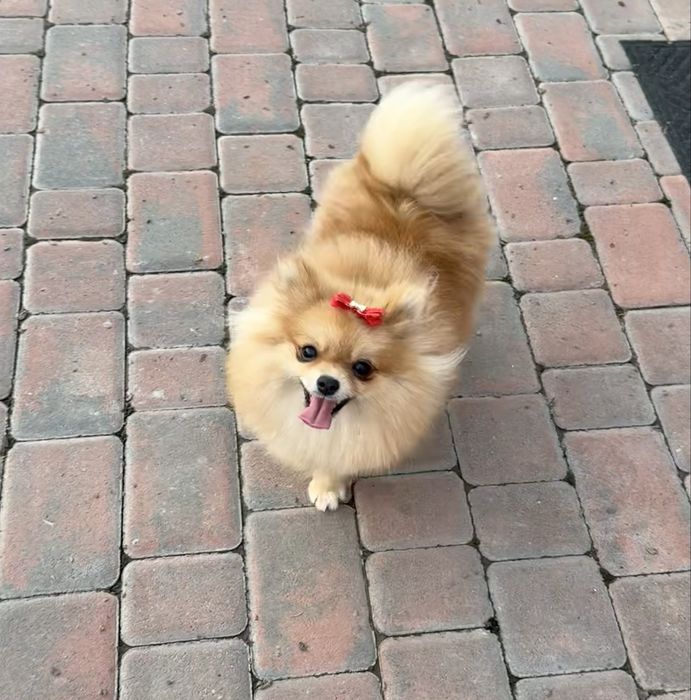 Померанська зіронька