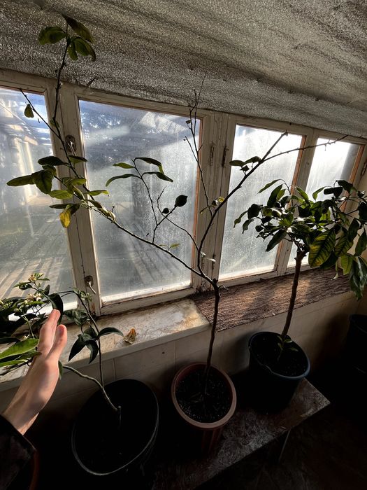 Продам цитрусове дерево (Лимон) 127 см - висота