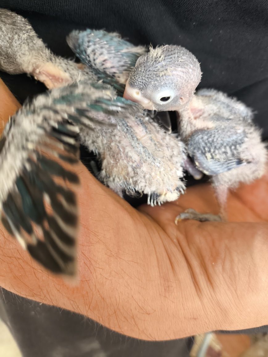 Agapornis personatas