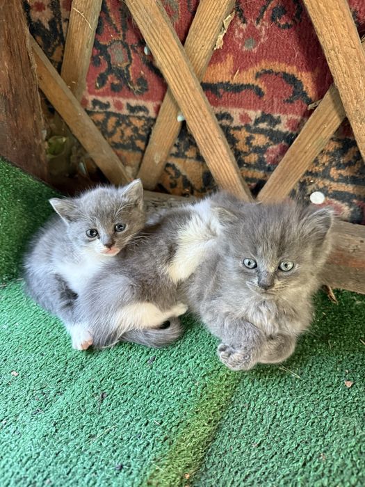 Віддам котиків в добрі руки