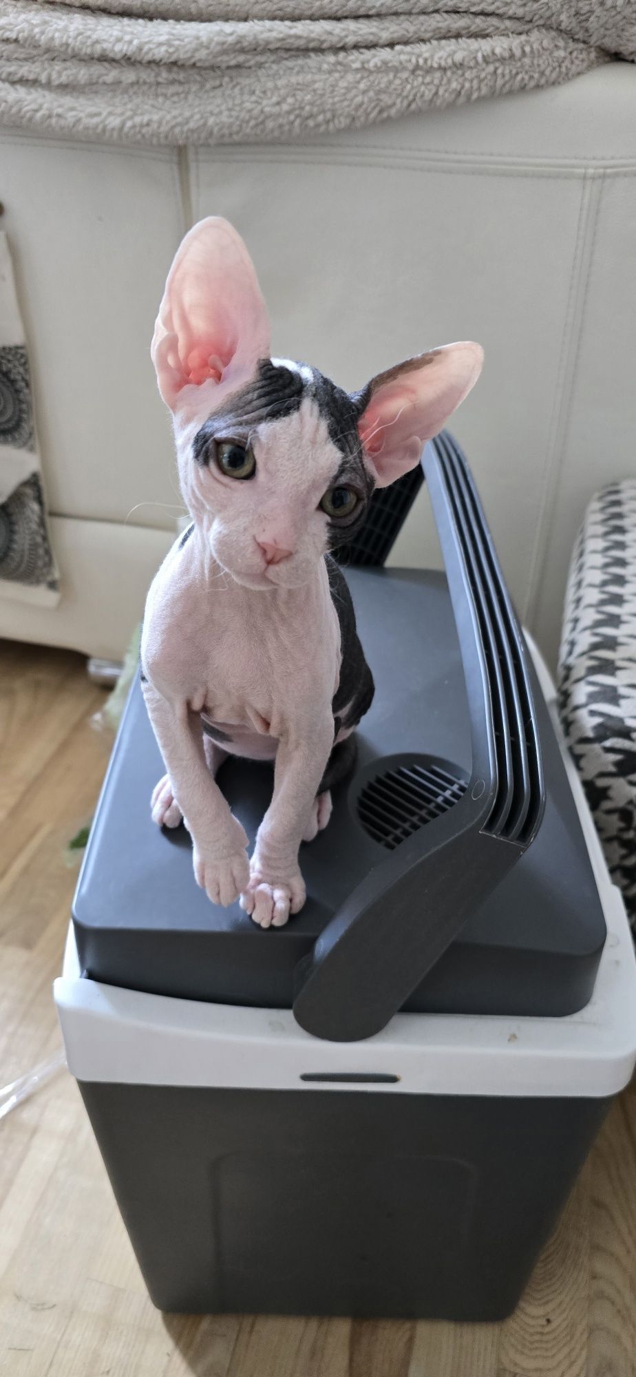 Don Sphynx kotek WCF