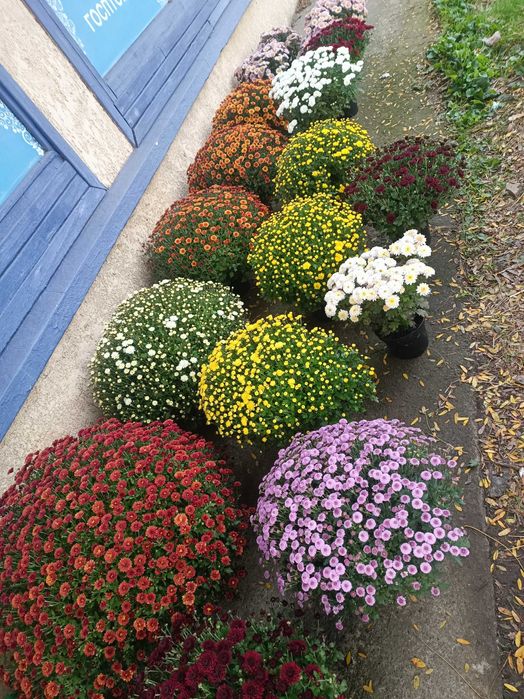 Хризантеми Мультифлора