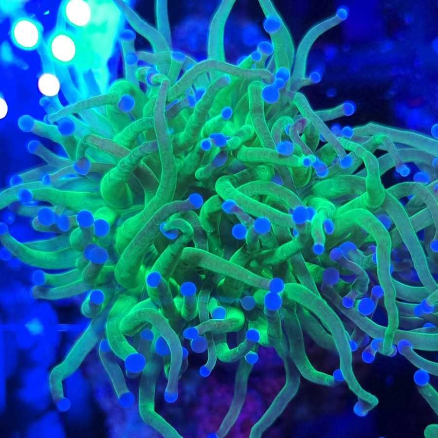 Euphyllia Glabrescens Toxic Green 1H koralowiec akwarium morskie Koral