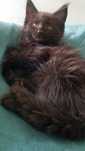 Kocurek Maine Coon