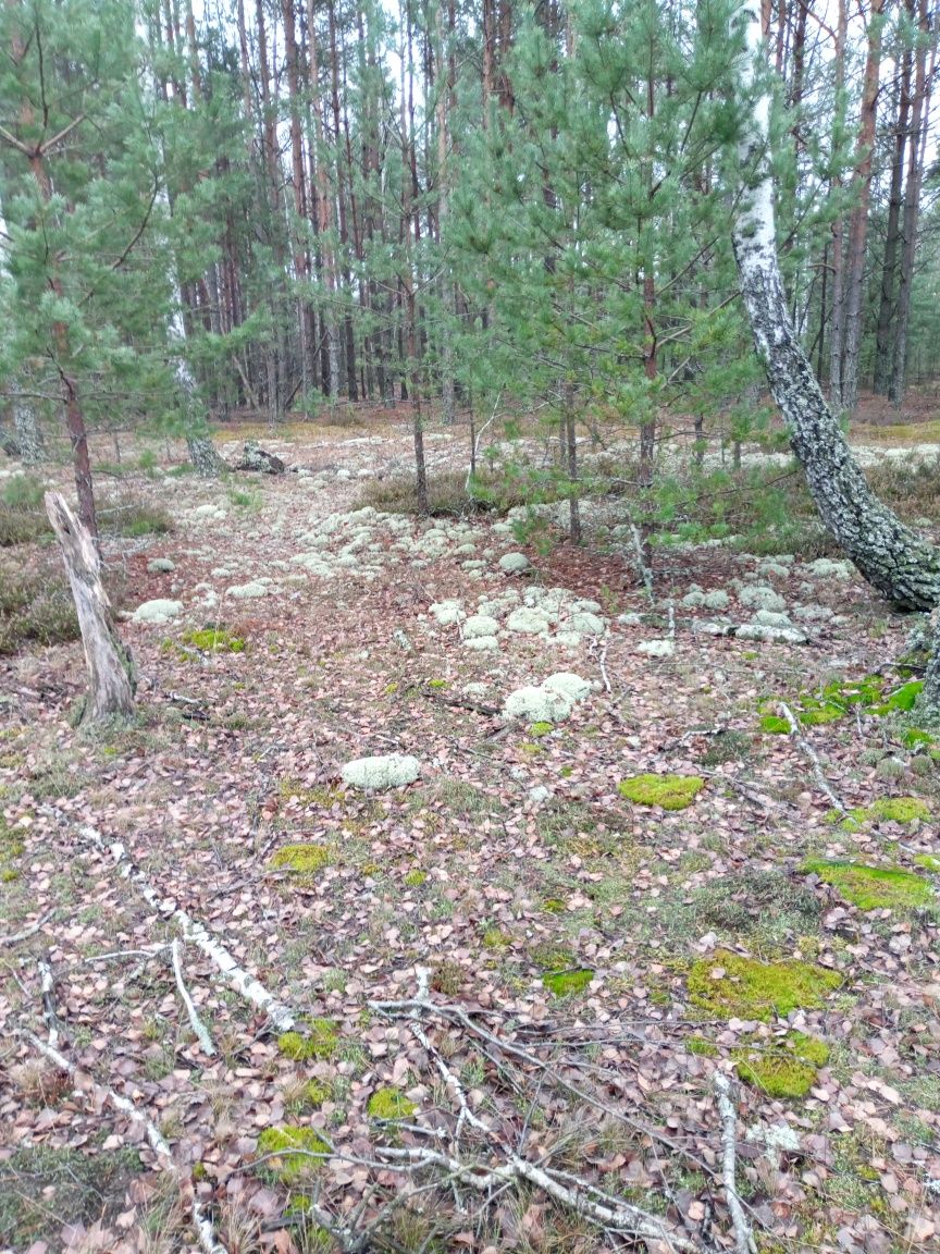 Окружна Бородянка  фасад. обмін. розтермінування виплата