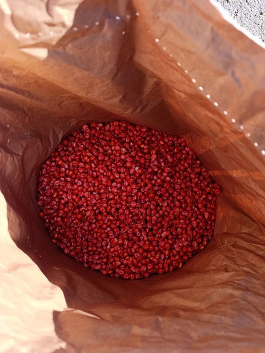 Продам посівну кукурудзу та соняшник