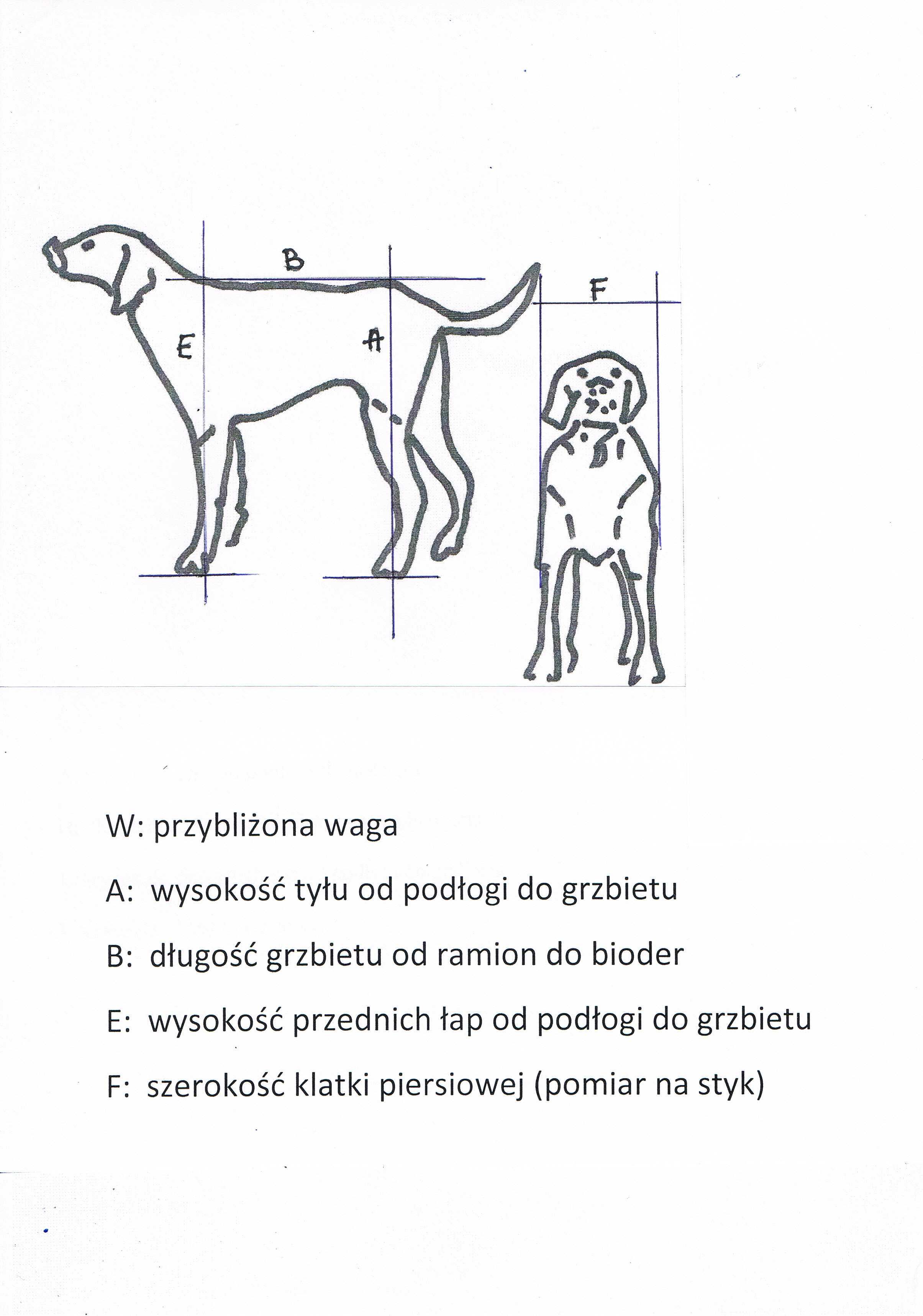 Wózek rehabilitacyjny, wspomagający chodzenie, inwalidzki dla psa.