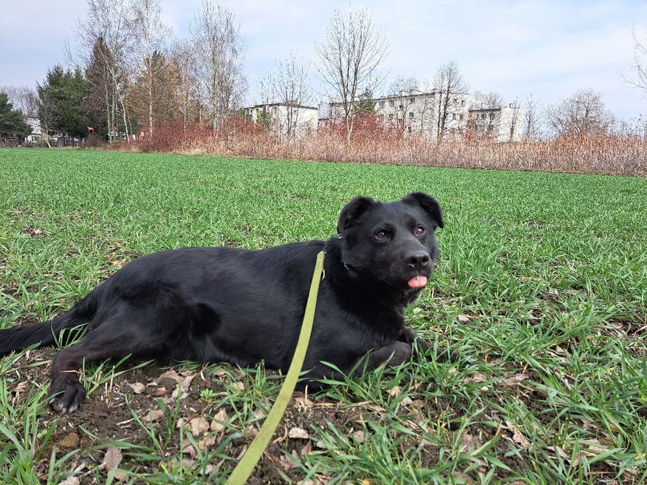 Gucio-łagodny i mądry pies szuka domu