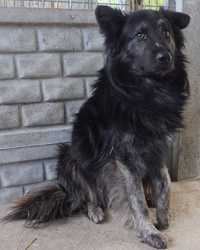 Czampion czarno wilczasty pies w typie owczarka do adopcji