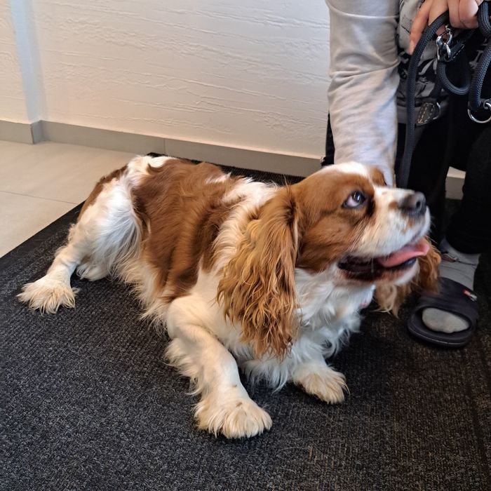 Cavalier King Charles Spaniel Pies