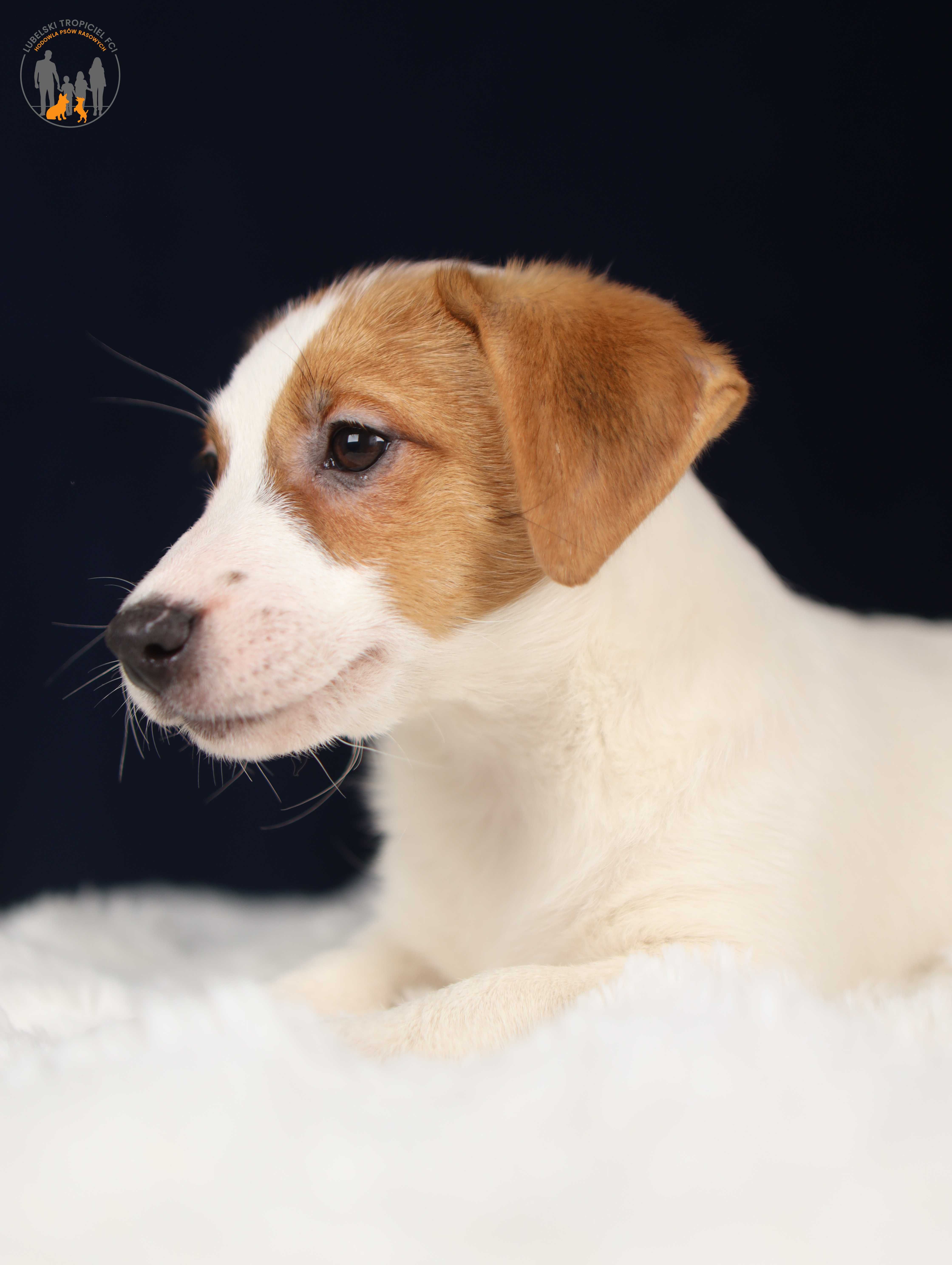 Jack Russell Terrier ZKwP FCI k.włos -rezerwacja