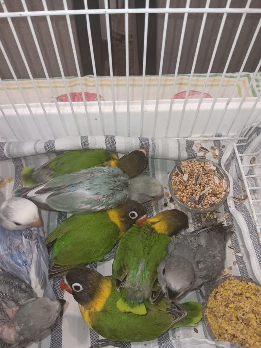 Personatas criados a mão