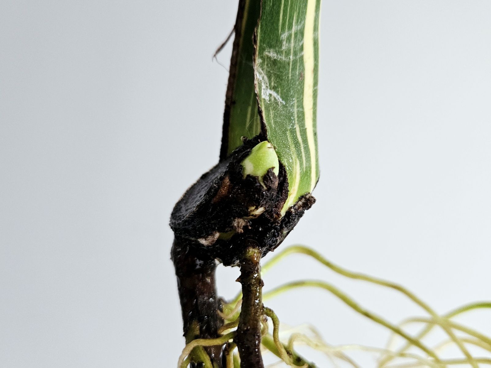 Wielka pędówka monstera Thai Constellation mocno nakrapiana ukorzenion