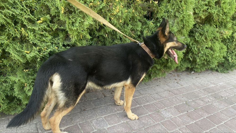 Німецька вівчарка дівчинка, терміново безкоштовно прилаштовується