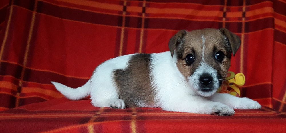 Jack Russell Terrier suczka