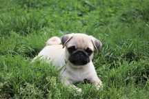 Mops dziewczynka ZKwP FCI