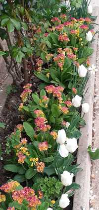Цветы Примула