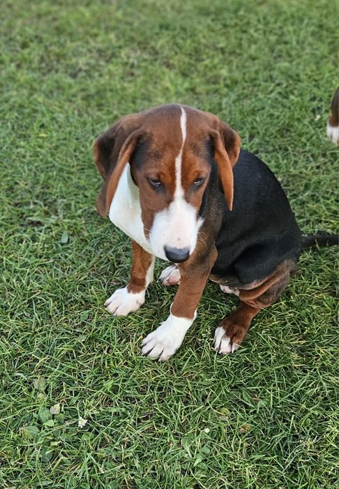 Gończy Serbski Trójkolorowy (posokowiec  Gończy Polski) szczeniaki