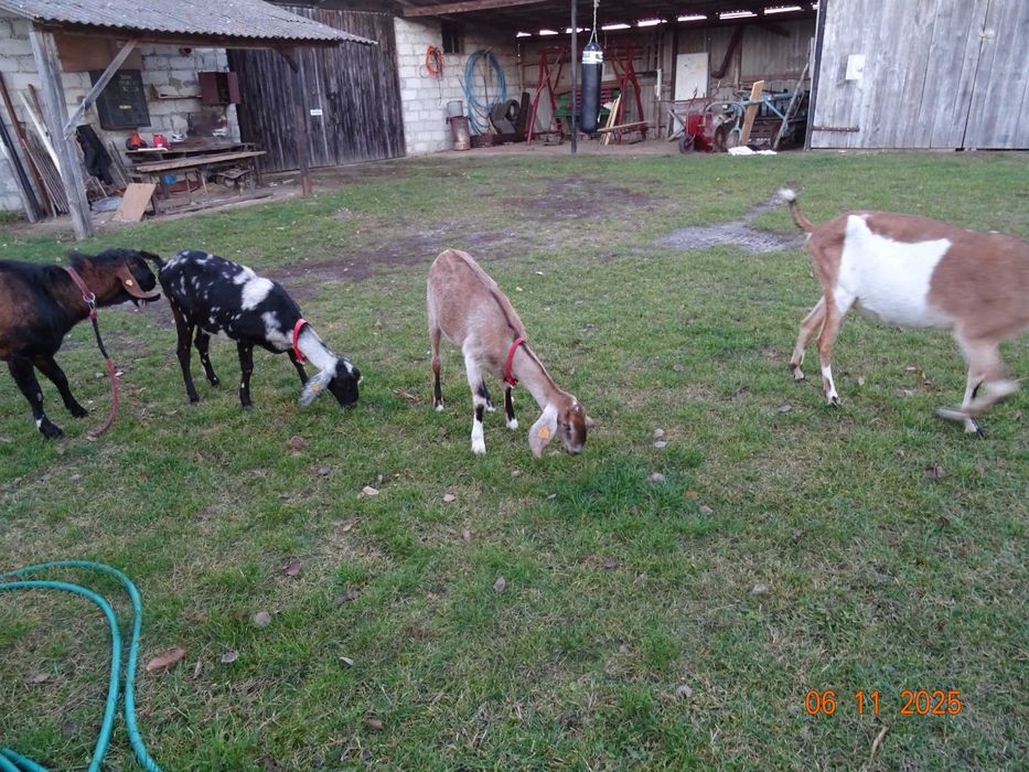 kozy anglonubijskie , kozioł anglonubijski, likwidacja stada