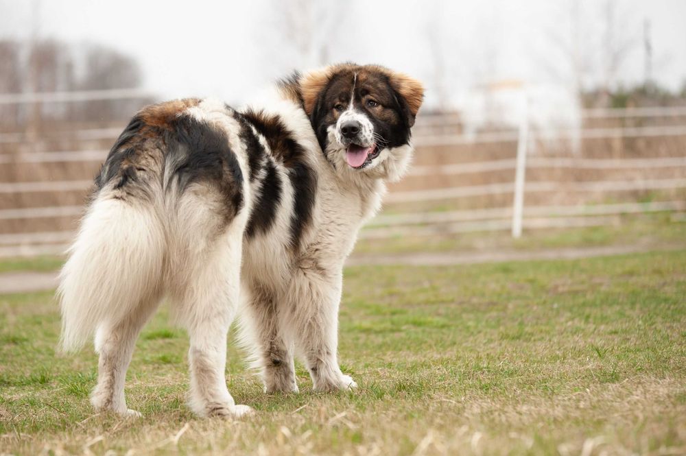 Tornjak Bośniacko Chorwacki pies pasterski reproduktor