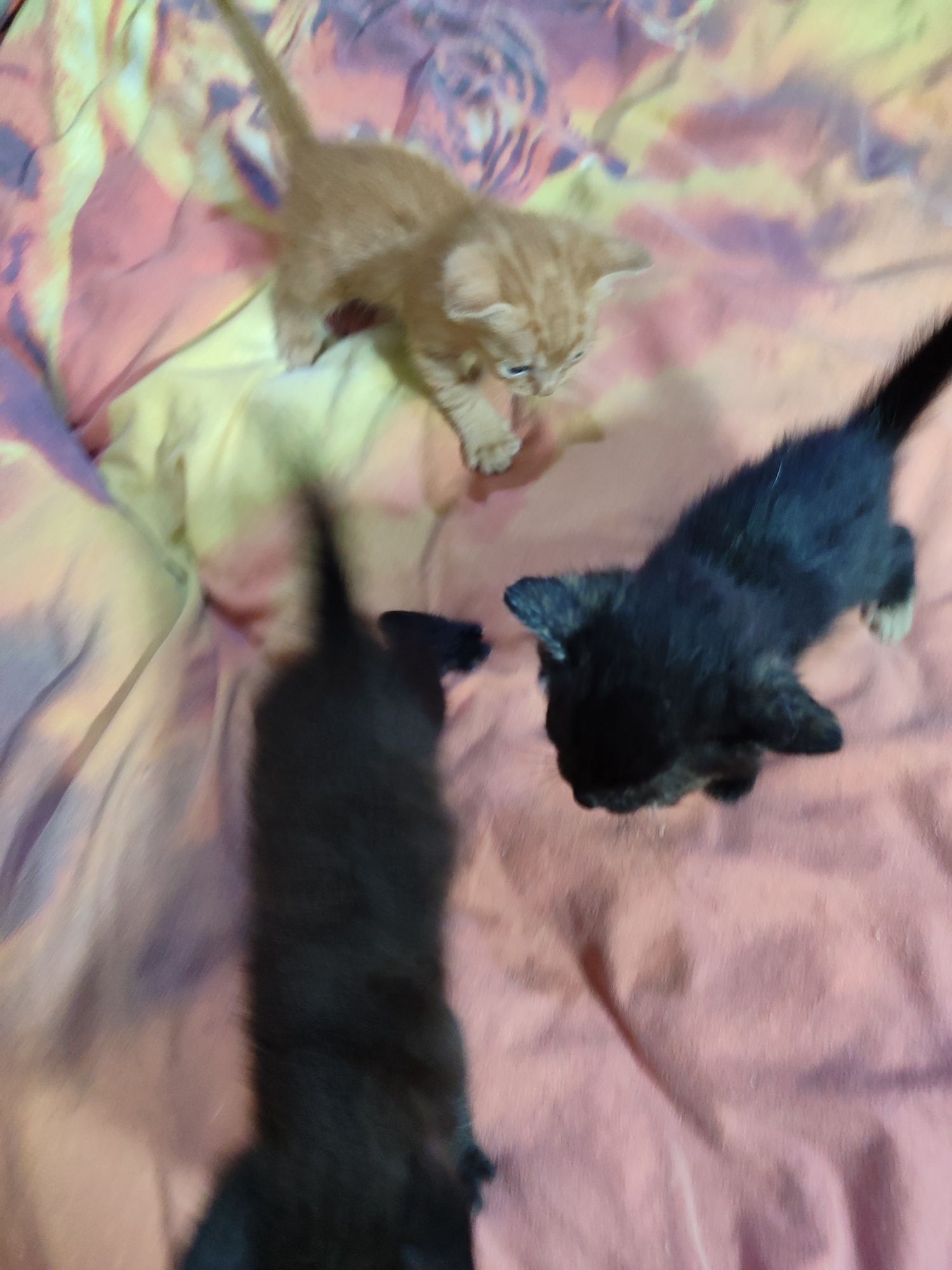 Котята!) 2 мальчика и девочка, им месяц