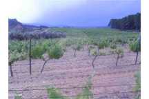 Propriedade Com 2,5 Hectares !!