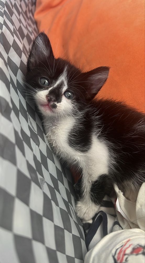 Gato 1 mes e tal lindo  e carinhoso