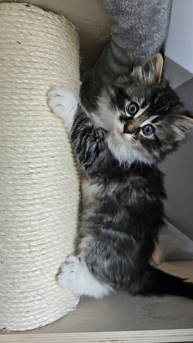 Piękna kotka  5-cio pokoleniowy rodowód FPL ZAREZERWOWANA