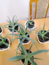 aloes drzewiasty