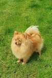Szpic miniaturowy pomeranian