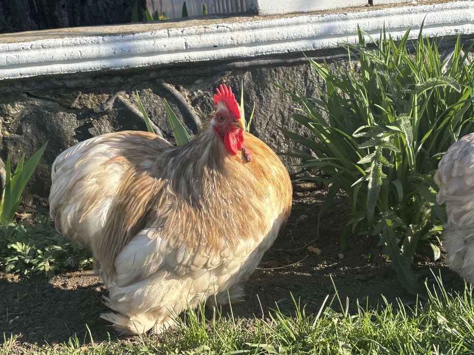 Карликовий кохінхін (боблейт)