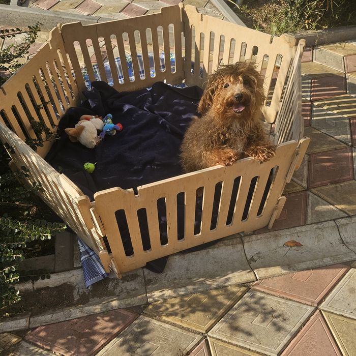 Девочка мальтипу 5 мес полностью привита готова к переезду есть достав