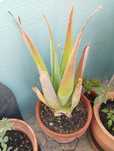 Plantas grandes e lindas