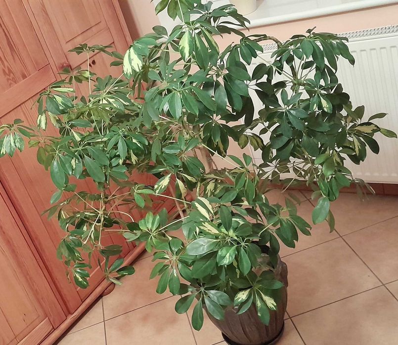 Kwiat Szeflera drzewkowata,formowana.