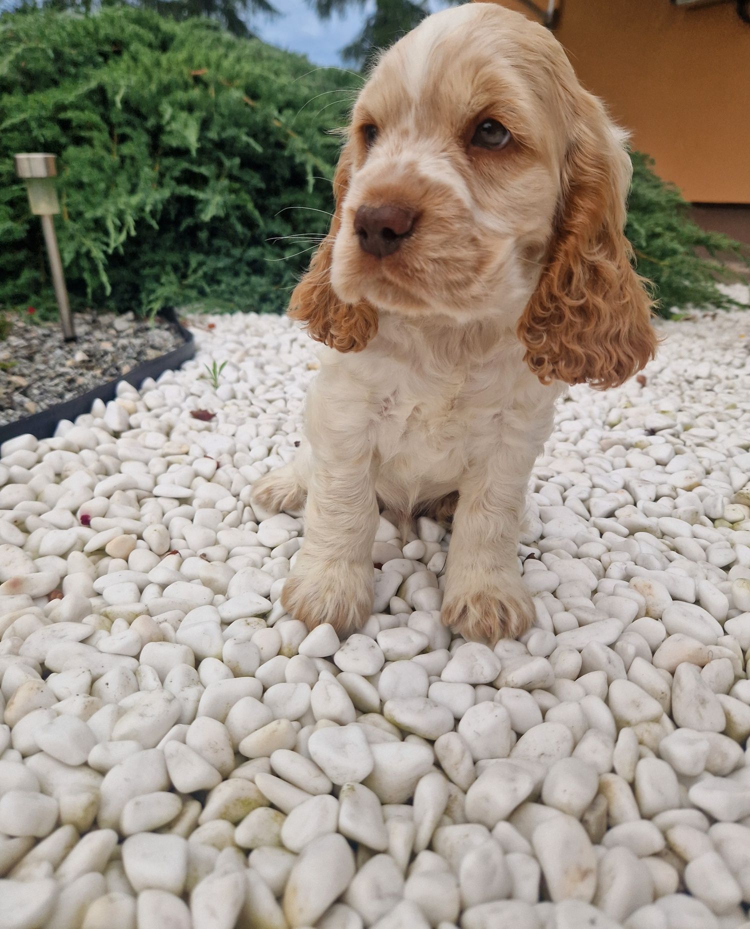 Piesek biało rudy, cocker spaniel