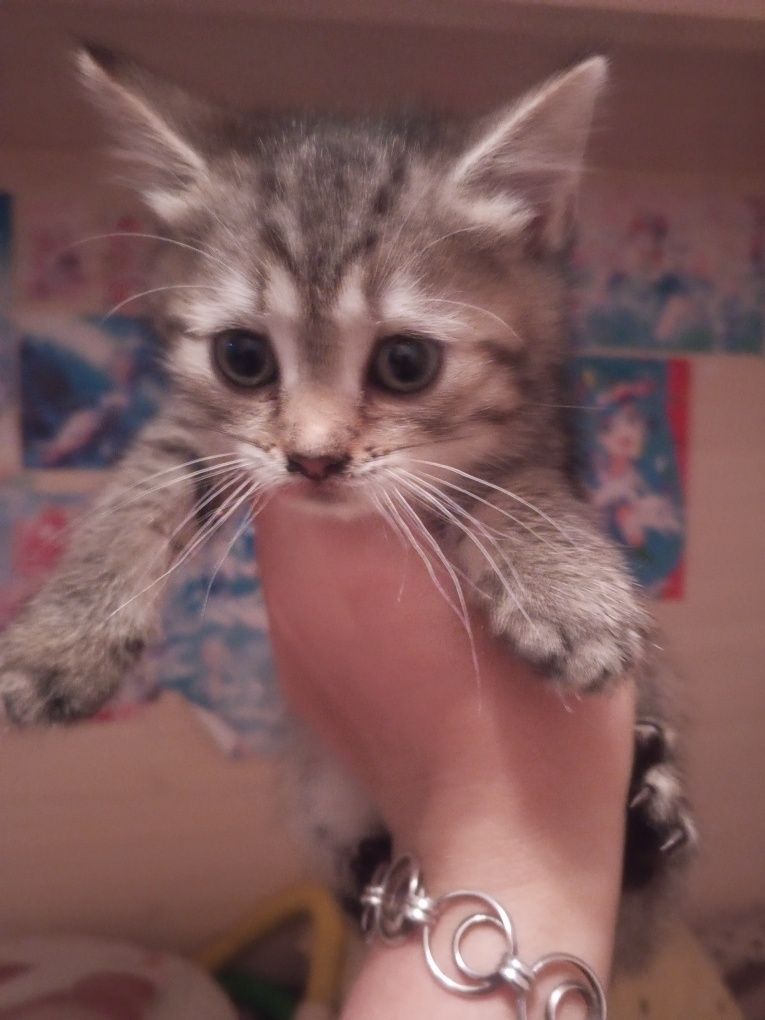 Котенята в хороші руки