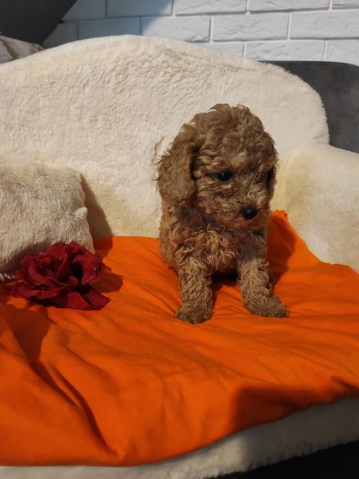 Pudel toy ostatnia suczka