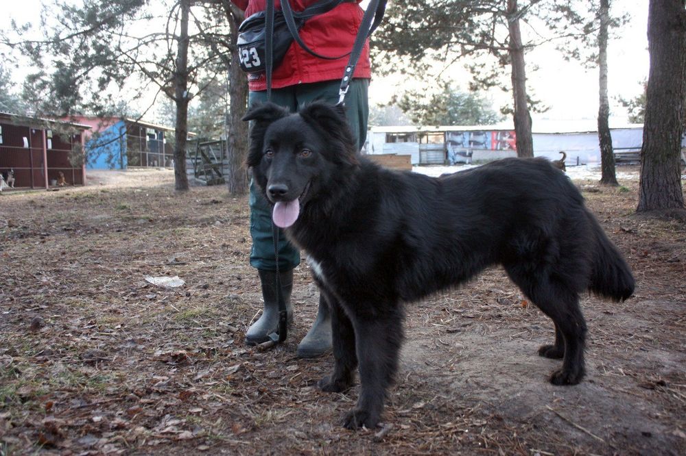 Красавица ищет дом и хозяина