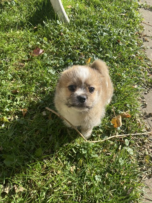 Oddam pieski w dobre rece