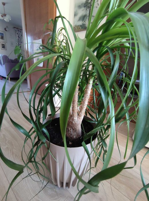 Nolina - stopa słonia