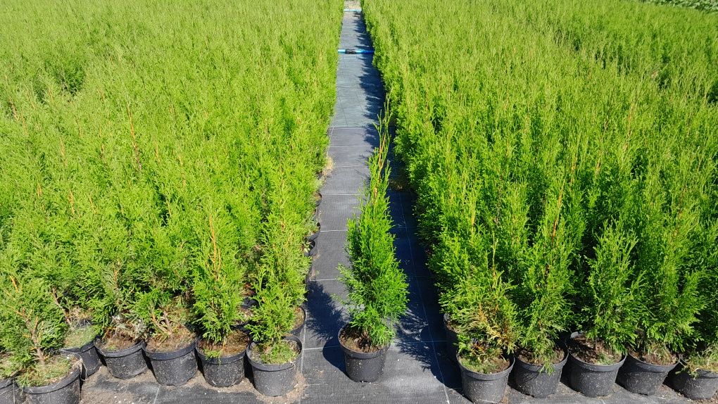 Tuja thuja szmaragd wys 60-80cm